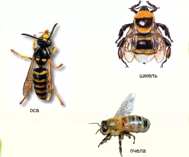 Различия пчел. Шмель пчела Оса Шершень. Осы пчелы шмели Шершни разница. Оса Шмель Шершень различия. Пчела Оса Шершень отличия.