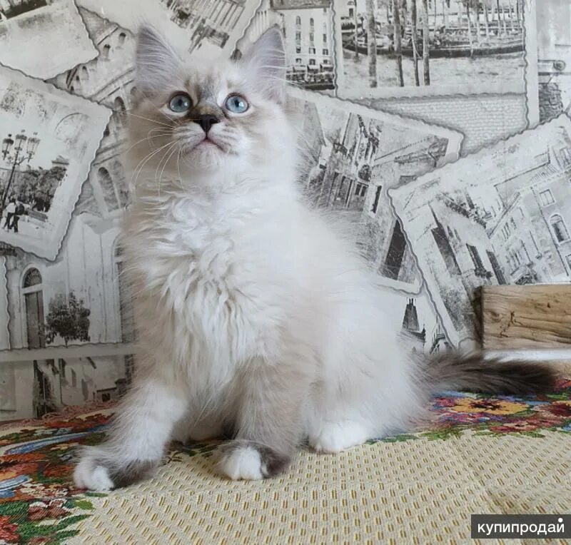 Невская маскарадная невская маскарадная кошка. Котята породы невская маскарадная. Невская маскарадная кошка ред пойнт. Сибирская невская маскарадная. Невские маскарадные москва.