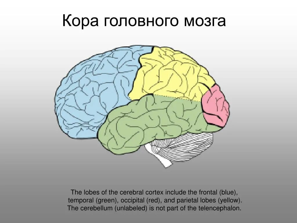 Строение больших полушарий головного мозга у хищников. Эволюция коры головного мозга.