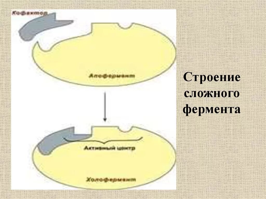 Строение фермента. Строение сложного фермента. Структура ферментов. Структура активного центра фермента.