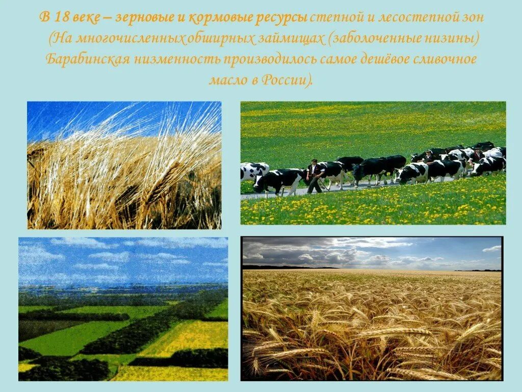 Природные ресурсы степи. Природные ресурсы степи в России. Кормовые ресурсы России. Природные ресурсы лесостепи и степи