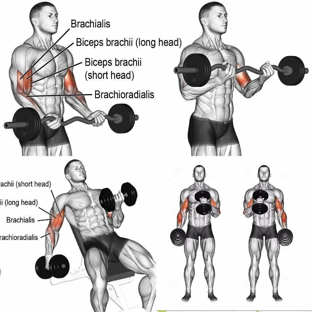 Бицепс тренировка в зале для мужчин. Упражнения на бицепс в спортзале. Бицепс упражнения для мужчин. Базовые упражнения на бицепс в тренажерном зале для мужчин. Упражнения на бицепс в тренажерном зале для мужчин на массу.