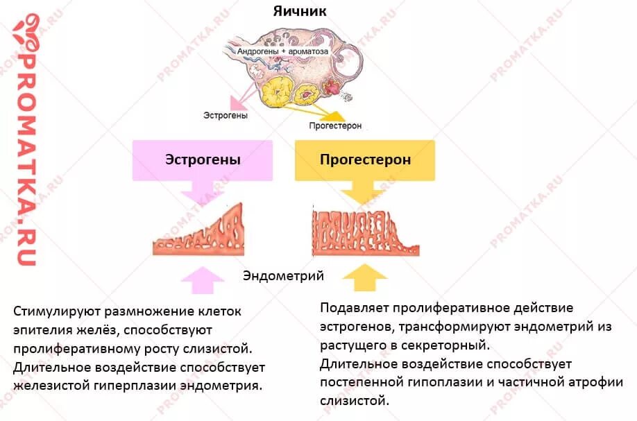 Повышен половой гормон у женщин. Влияние эстрогена и прогестерона на эндометрий. Влияние эстрогенов на эндометрий. Эффекты эстрогена и прогестерона. Влияние женских половых гормонов на эндометрий.