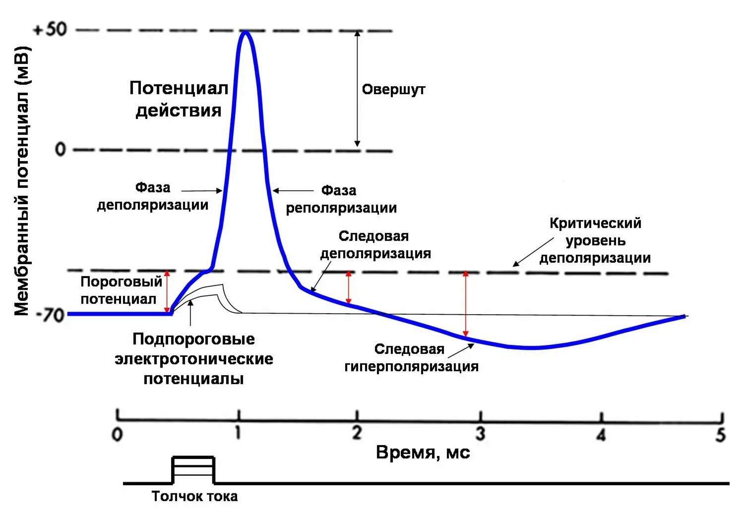 Потенциал действия физиология это. Схема потенциала действия нервной клетки. Мембранный потенциал действия. Фаза деполяризации потенциала действия. Фазы развития потенциала действия и возбуждения.