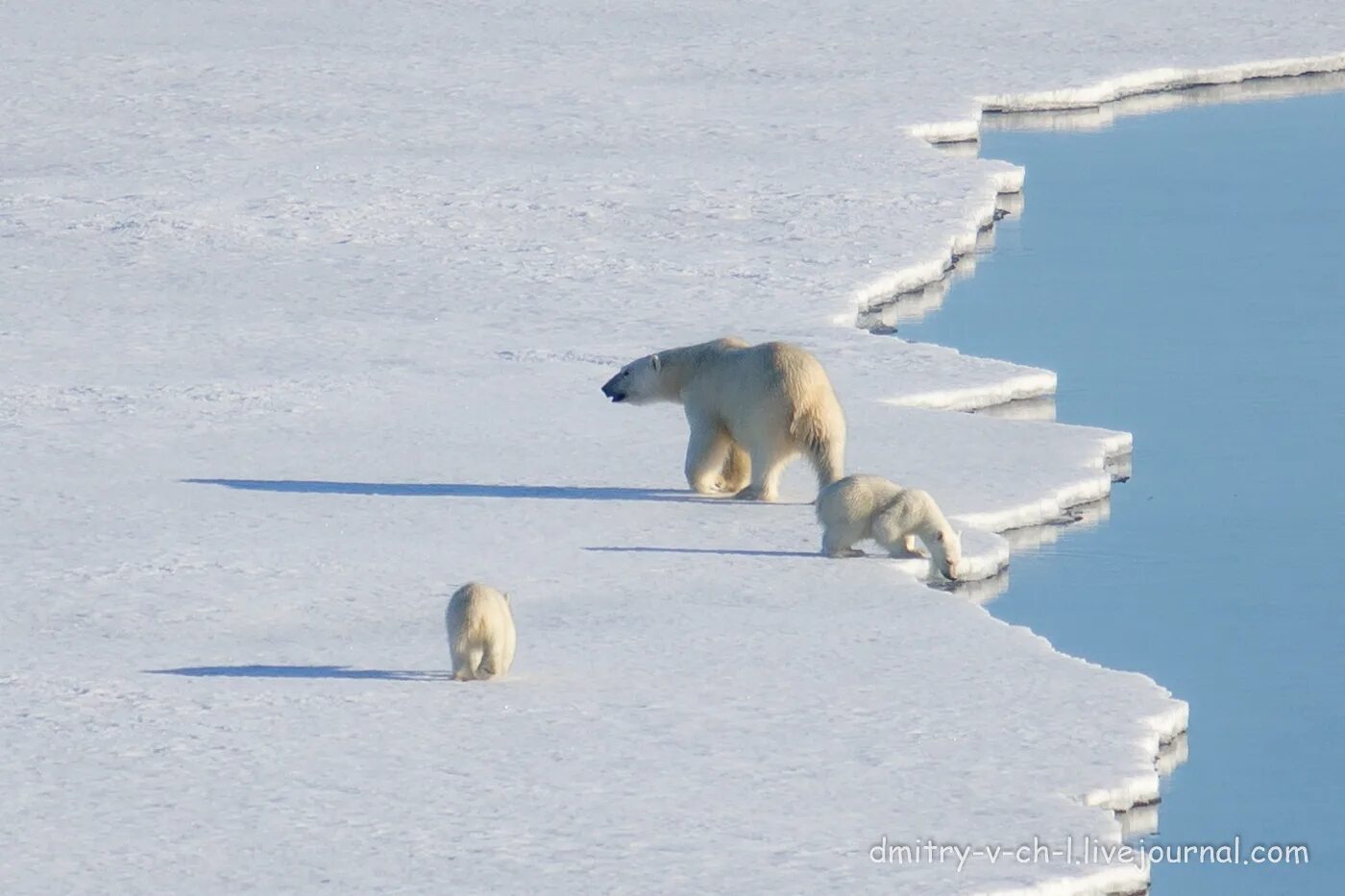 На льдах какого залива обитают белые. Среда обитания белого медведя. Белый медведь место обитания в России. Белый медведь в естественной среде обитания. Арктический медведь среда обитания.