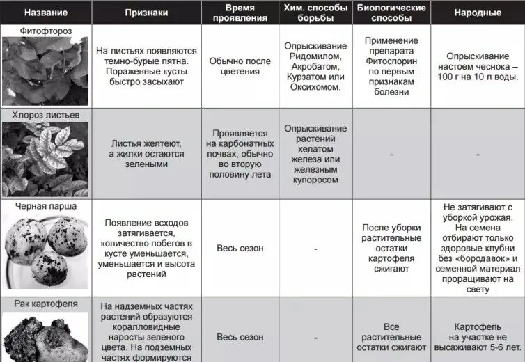 Для предотвращения грибковых заболеваний клубни. Характеристика болезней картофеля таблица. Болезни картофеля таблица. Болезни и вредители картофеля. Вредители картофеля таблица.