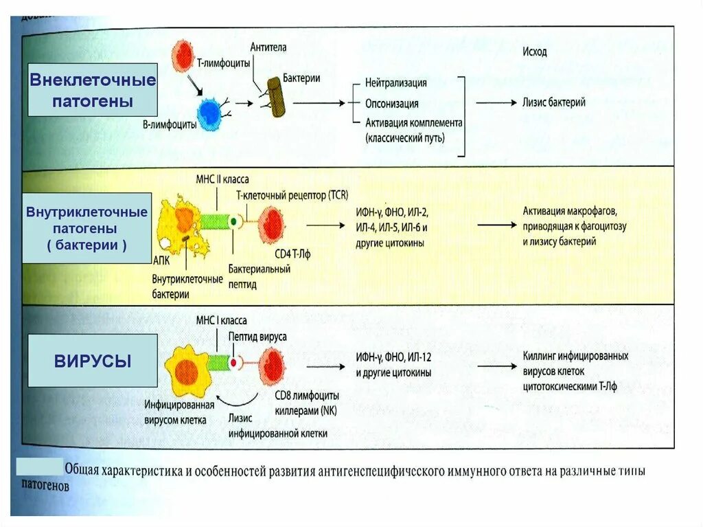 Иммунный читать. Иммунный ответ на внутриклеточные бактерии. Иммунный ответ против бактерий. Внутриклеточные патогены. Вирусы внеклеточная и внутриклеточная.