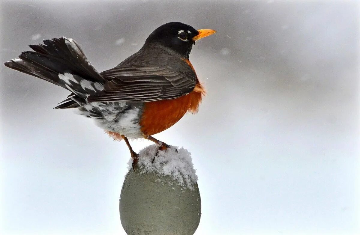 Маленькая птичка с оранжевым клювом. Робин Странствующий Дрозд. American Robin птица. Дрозд Малиновка. Дрозд с оранжевым клювом.