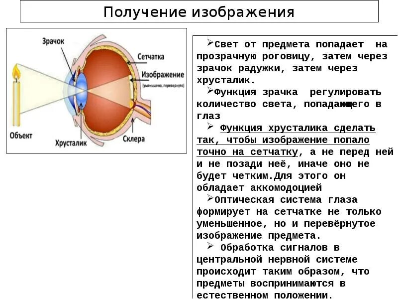 Место выхода зрительного нерва не воспринимающее лучей. Схема строения глазного анализатора. Зрительный анализатор строение сетчатки. Изображение на сетчатке глаза. Формирование изображения на сетчатке.