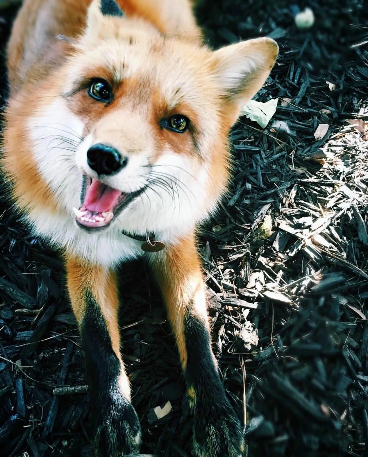 Many fox. Лисичка Джунипер. Бакурианская лиса. Счастливая лиса Джунипер. Домашняя лиса Джунипер.