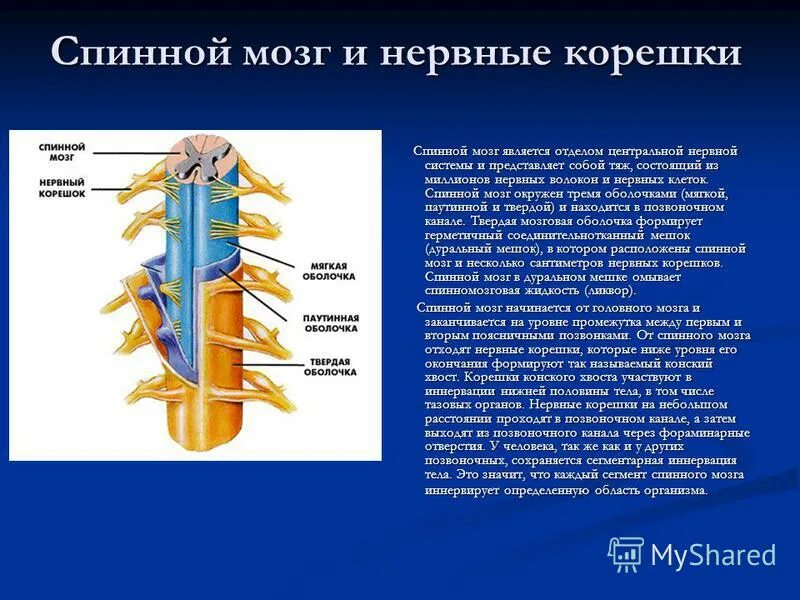 Спинные конца