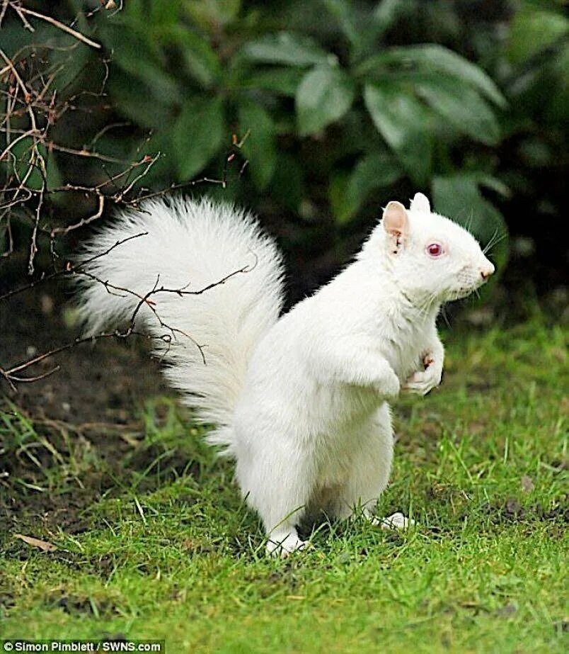 зимние животные. почему белок белый. белка белого цвета. альбинизм белок. почему белок белый.