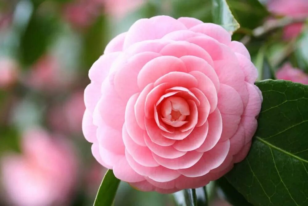 Камелия 2024. Камелия японская. Камелия японская Camellia japonica. Камелия японская Pink perfection. Camellia japonica Pink.