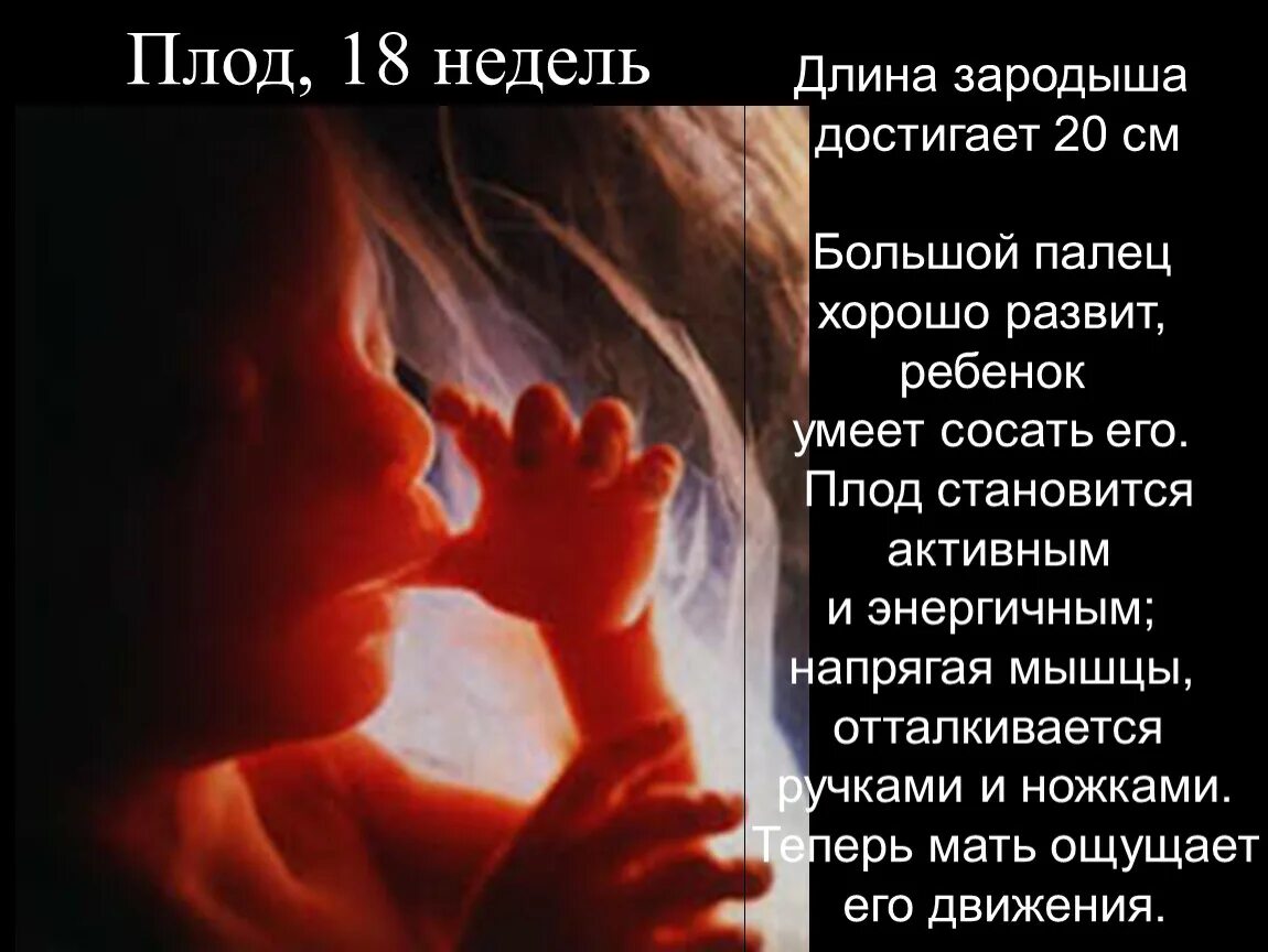 Ребенок на 18 неделе беременности. Ребёнок на 18 неделе беременности. Плод на 18 неделе беременности.