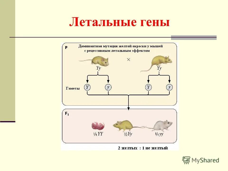 генетика таблица. признак это в генетике. резептические болезни. рецессивный ген и доминантный ген. это состояние гена доминантное рецессивное.