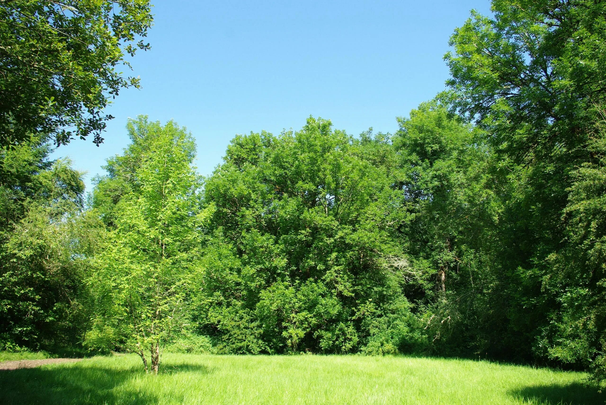 Куст на прозрачном фоне. 3 группы деревьев. Композиция древесно кустарниковых насаждений рисунок. Парк коломенское дубы. Схема древесно кустарниковых насаждений.