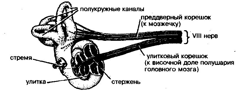 Преддверно-улитковый нерв схема. Корешок преддверно-улиткового нерва. VIII пара - преддверно-улитковый нерв. VIII—преддверно-улитковый нерв функции. Строение вестибулярного нерва