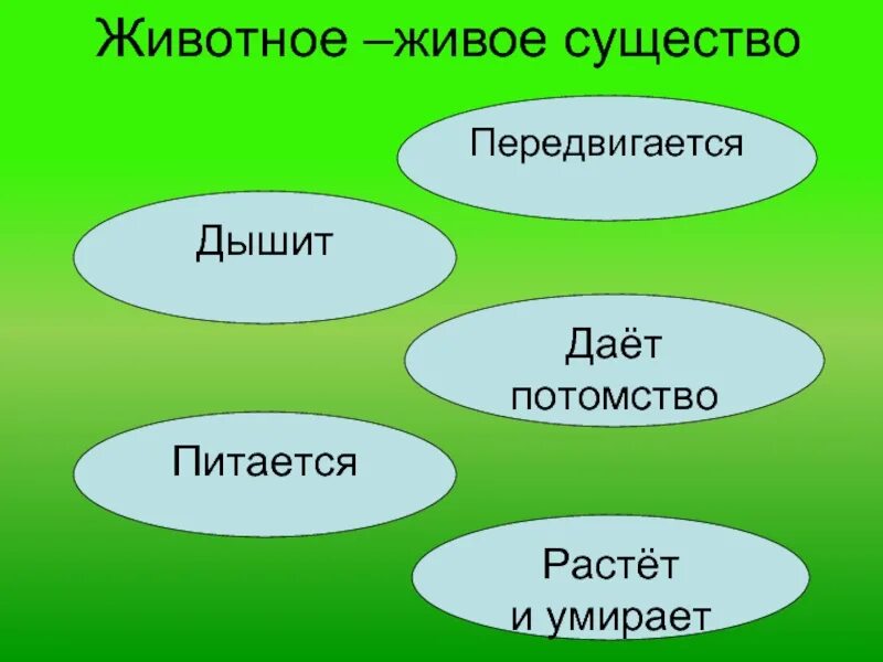 Животные живые существа. Животное живое существо. Окружающий мир живые существа. Животные живые существа организмы.