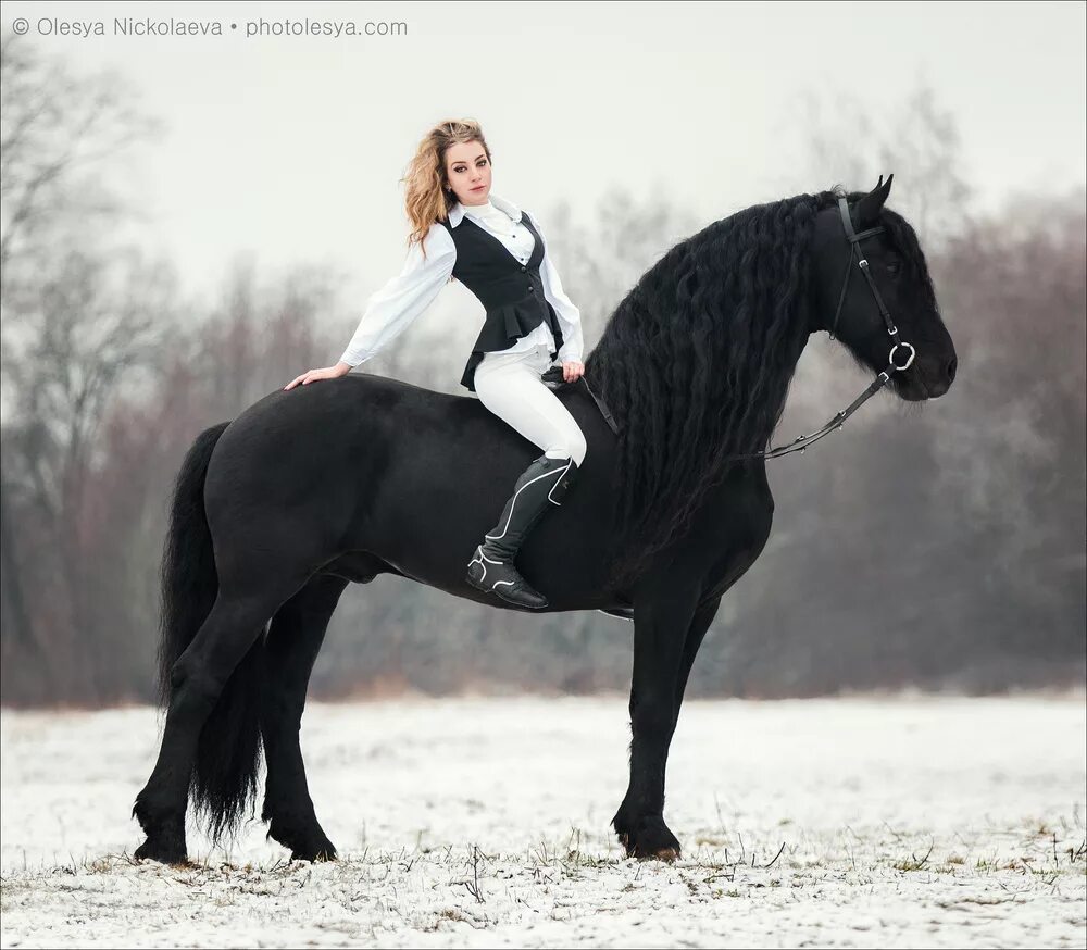 Негритянку конем. Пегая Фризская лошадь. Фотосессия с лошадьми. Фризская лошадь и девушка. Фризская лошадь с человеком.