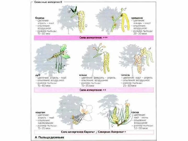 Цветет береза аллергия. Размер пыльцы березы. Аллергия на цветение березы. Пыльца размер частиц. Пыльца апрель