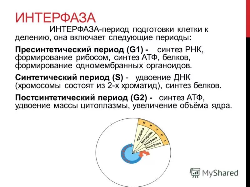 Клетка в период подготовки к делению-интерфазу. В период интерфазы происходит процесс. 3 этапа интерфазы