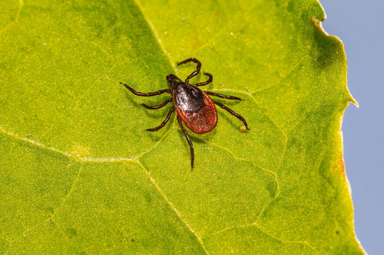 Клещ Ixodes Ricinus. Черноногий клещ (Ixodes scapularis). Ixodes Ricinus - клещ собачий черноногий.. Ixodes dammini. Что такое клещ