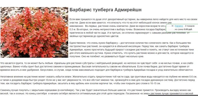 Чем подкормить барбарис в июне. Барбарис адмирейшн зимостойкость. барбарис тунберга формировка. барбарис тунберга адмирейшн. барбарис тунберга адмирейшн весной.