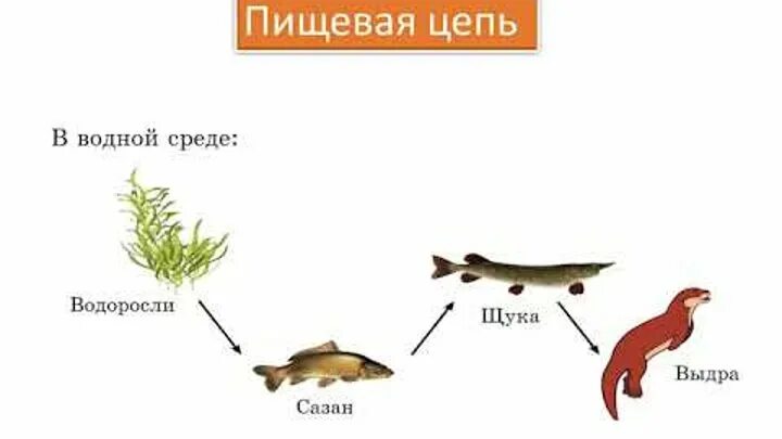 Цепь питания водоросли карась щука. Цепь питания водоросли. Цепь питания 5 звеньев. Схема цепи питания.