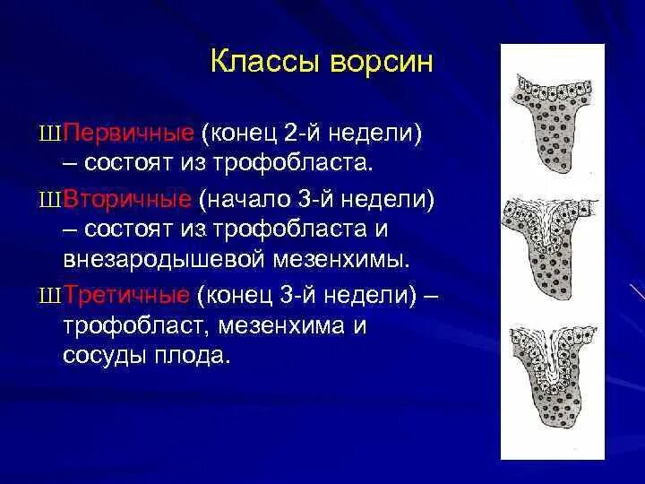 Тип питания трофобласта. Вторичные ворсинки трофобласта. первичные ворсины трофобласта. вторичные хориальные ворсины. вторичные и третичные ворсины.