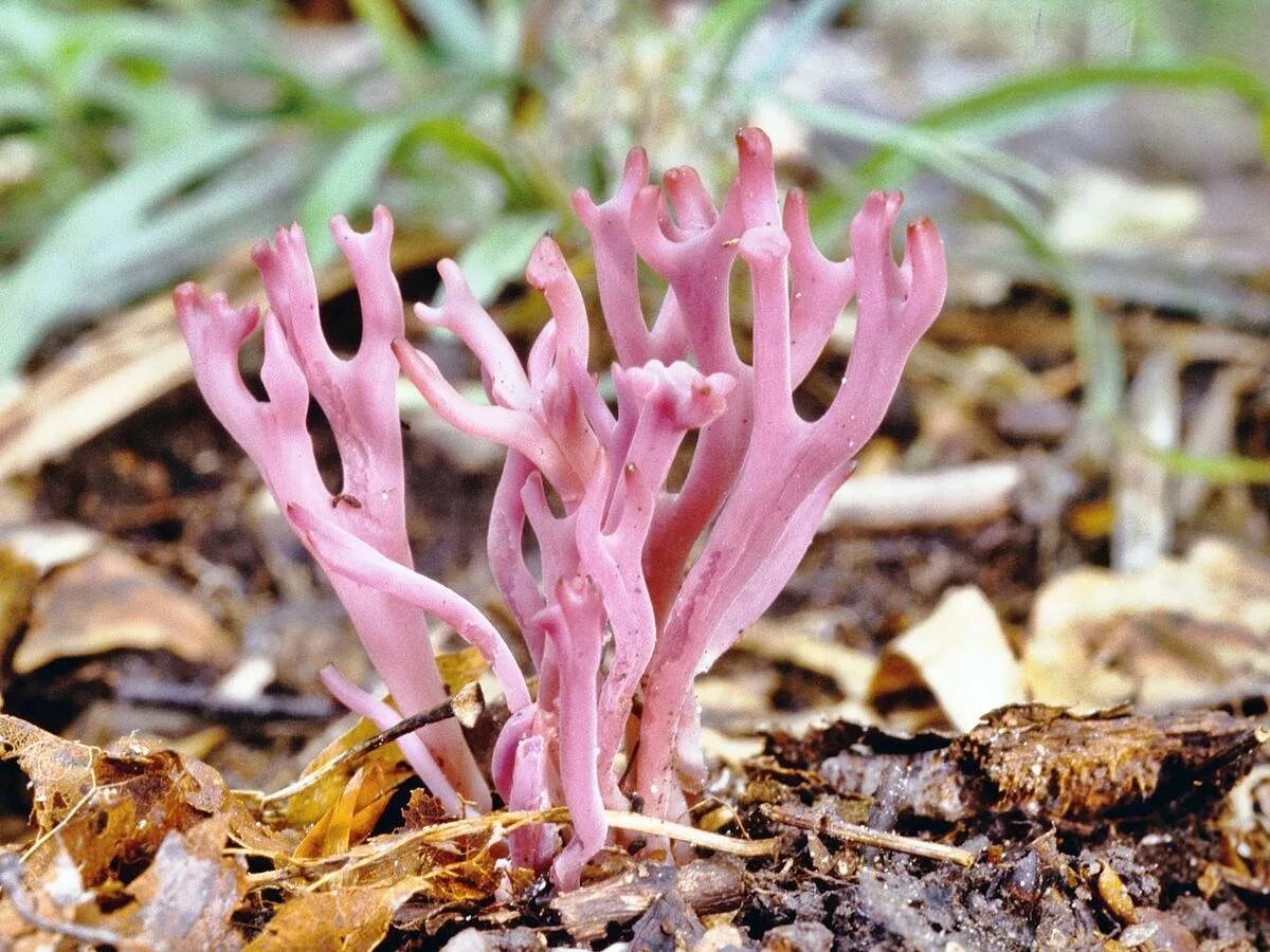 Оленьи рожки грибы. Clavulina amethystina. Клавулина Аметистовая. Рогатик Оленьи рожки. Рогов грибы