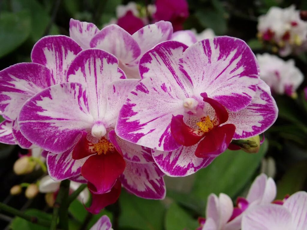 Orchid Blooms Phalaenopsis orchid, Orchids, Flower centerpieces wedding