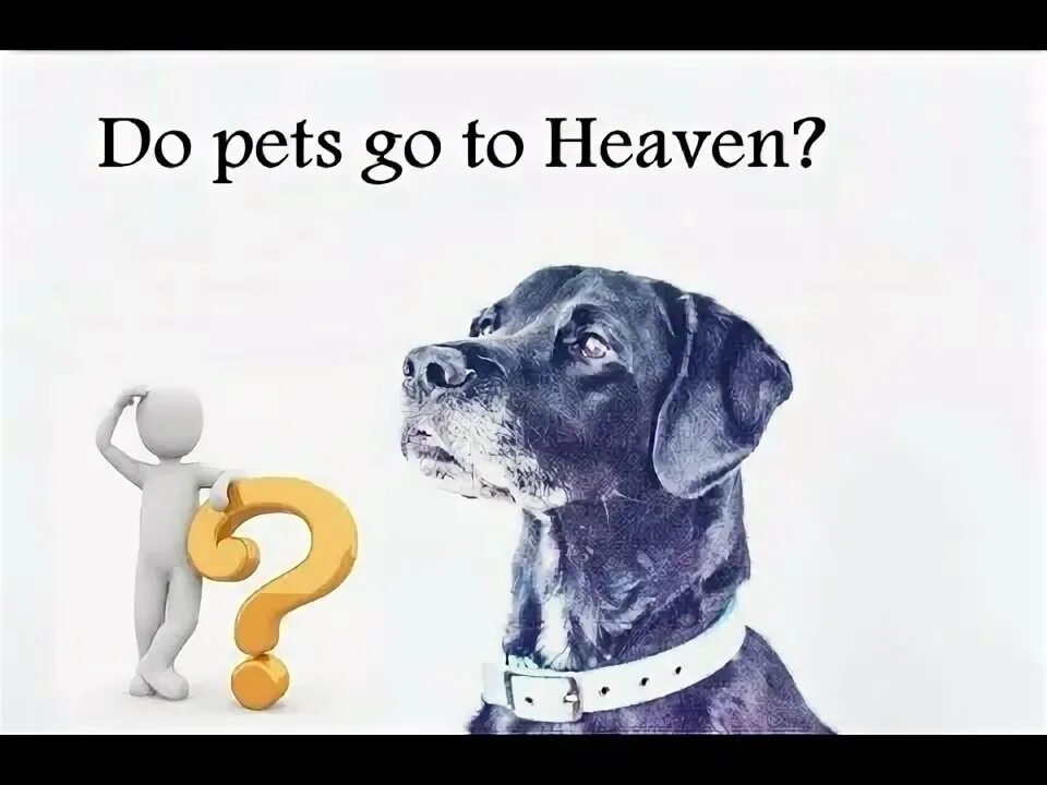 Will pets
