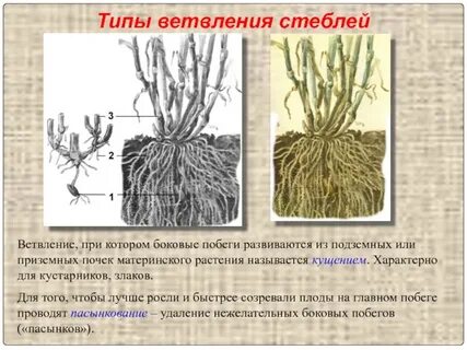 Ветвящийся стебель