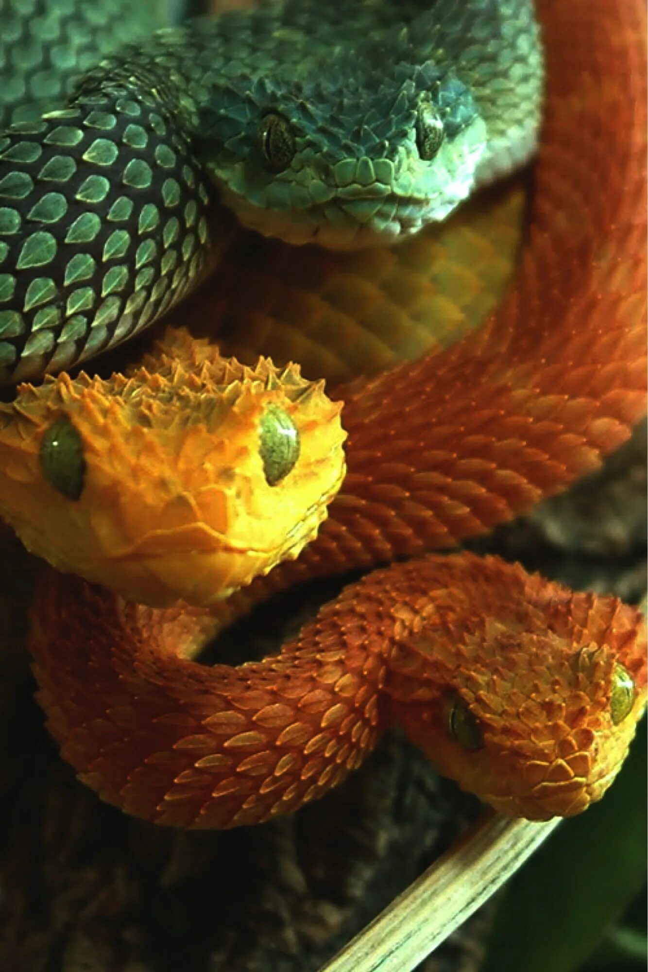 АТЕРИС сквамигера. Кустарниковая гадюка (Atheris. Шершавая древесная гадюка (Atheris squamigera). АТЕРИС змея. Про змеиный
