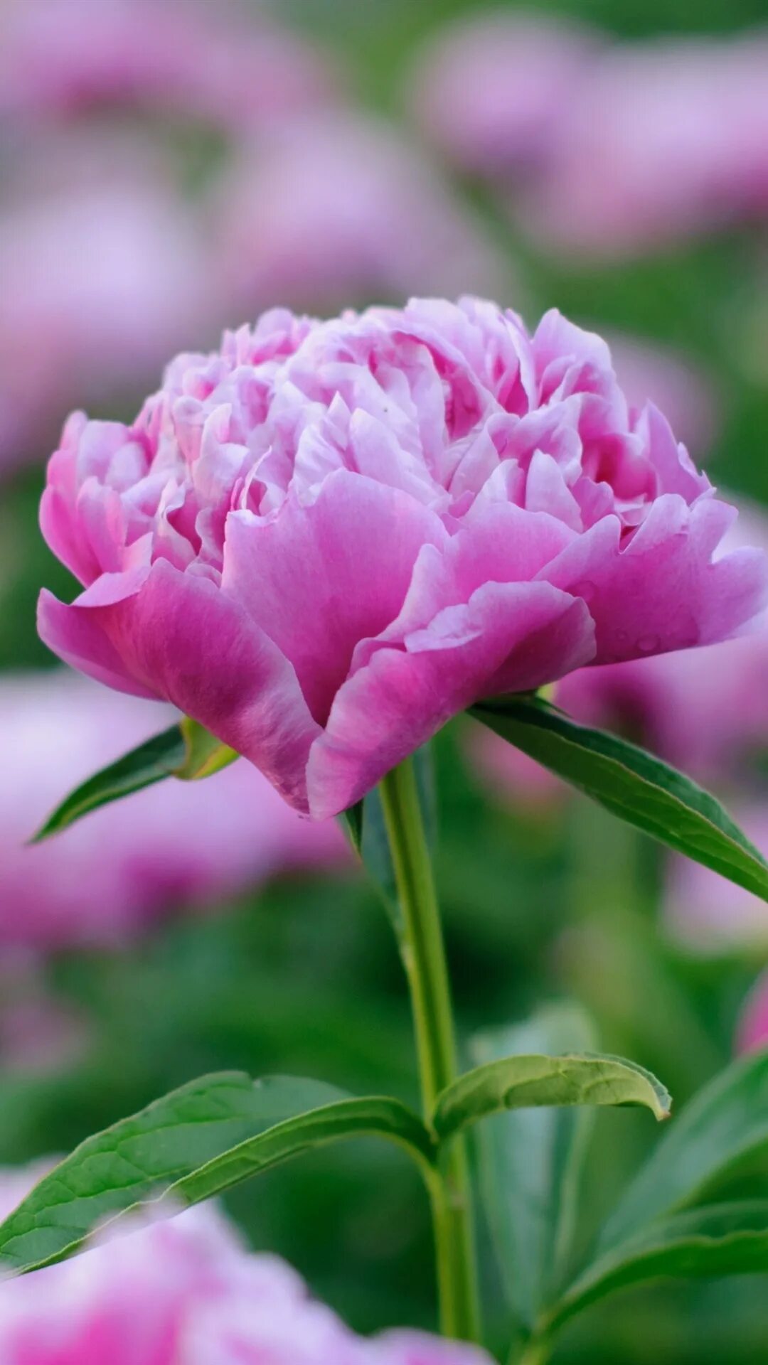 Пион нежный голос. Пиони Пинк (Peony Pink). Пион в кубышке. Пион ветвистый. Пион Машенька.