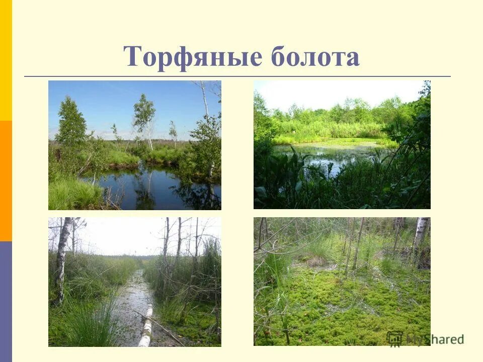 Чем полезны торфяные болота. Торфяные болота тейково. Информация об интересных находках в торфяных болотах. Торфяное болото 5 букв кроссворд. Торфяные болота.