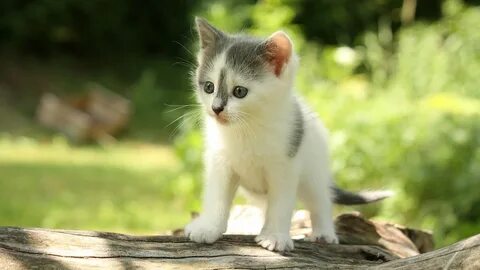 Мелки кот