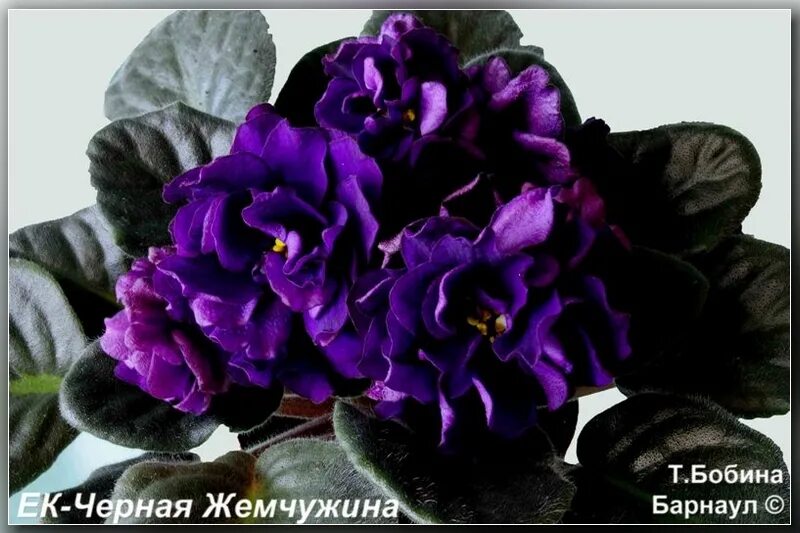 Фиалка жемчужина фото. Сенполия ек-черная жемчужина. фиалка ек черная жемчужина. фиалка сорт черная жемчужина. сенполия черная жемчужина.