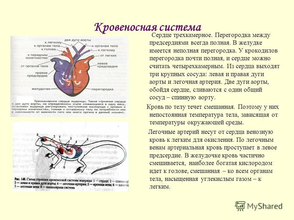 Трёхкамерное сердце без перегородки в желудочке. Трёхкамерное сердце с неполной перегородкой в желудочке имеется у. Неполная перегородка в желудочке сердца. Неполная перегородка в желудочке сердца имеется у. У какого животного трехкамерное