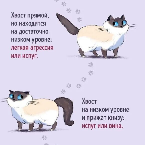 Как понять кошечку