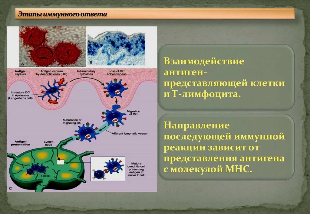 Фазы адаптивного иммунного ответа иммунология. Этапы иммунного ответа иммунология. Процессы индуктивной фазы иммунного ответа. Фазы врожденного иммунного ответа. Этапы иммунного ответа