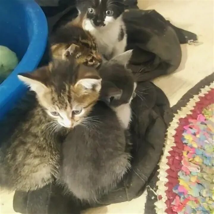 Отдам котят нея. Котята в добрые руки. кошек которых продают. отдам котят в добрые руки. мама кошка и котенок.