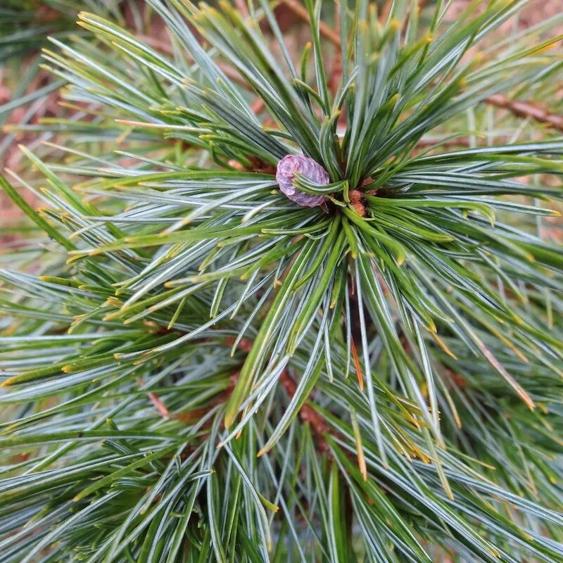 Pinus strobus. Сосна веймутова минима. сосна веймутова minima. пинус стробус минима. сосна веймутова &quot;minima&quot; pinus strobus &quot;minima&quot;.