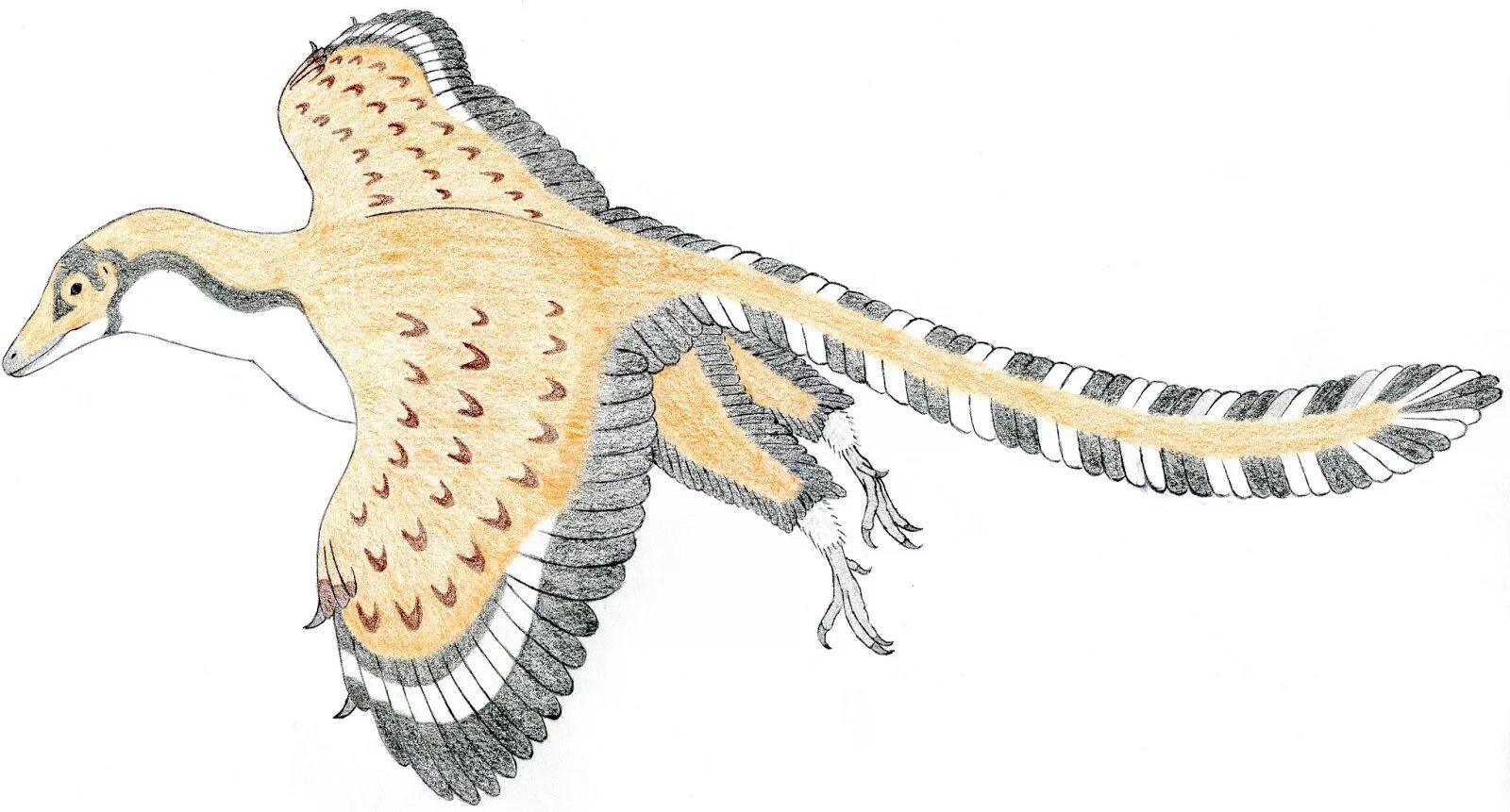 Археоптерикс Реликт. Archaeopteryx lithographica. Археоптерикс АРК. Археоптерикс реконструкция. На рисунке изображена реконструкция археоптерикса