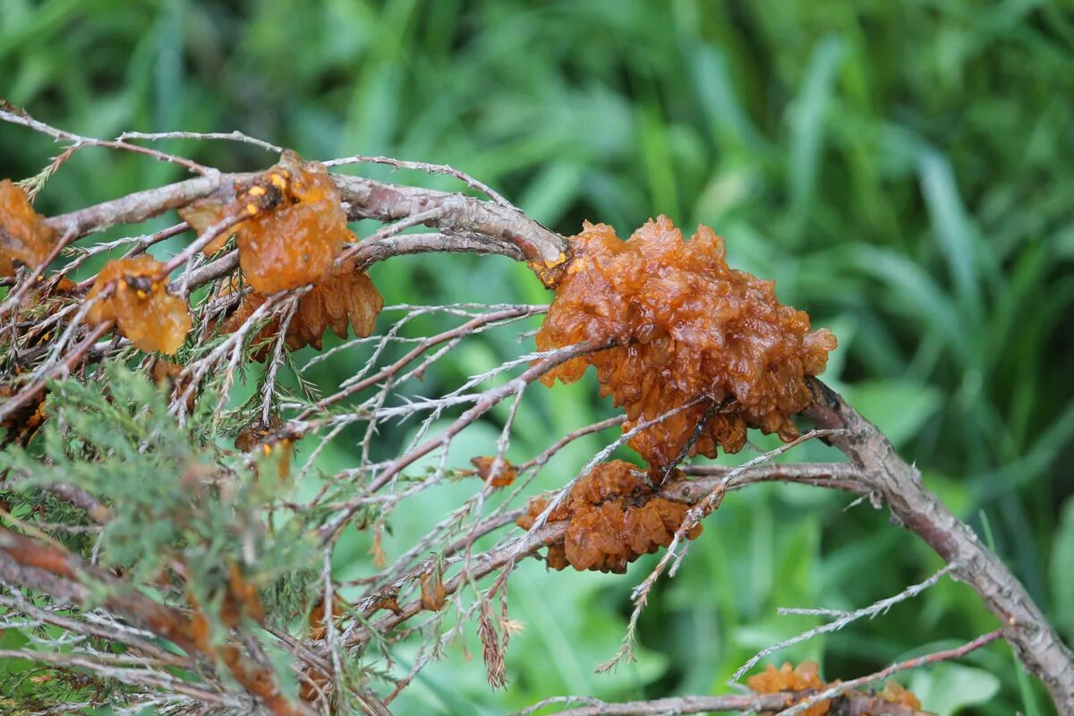 Ржавчина на хвойных. Gymnosporangium sabinae на можжевельнике. Альтернариоз можжевельника. Можжевельник казацкий ржавчина. Ржавчина на можжевельнике.