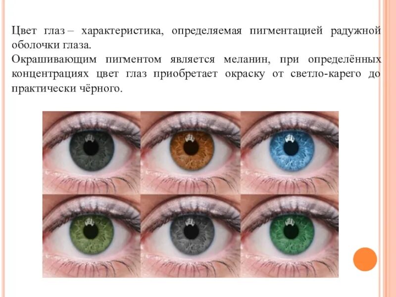 Цвет глаз человека определяется пигментом
