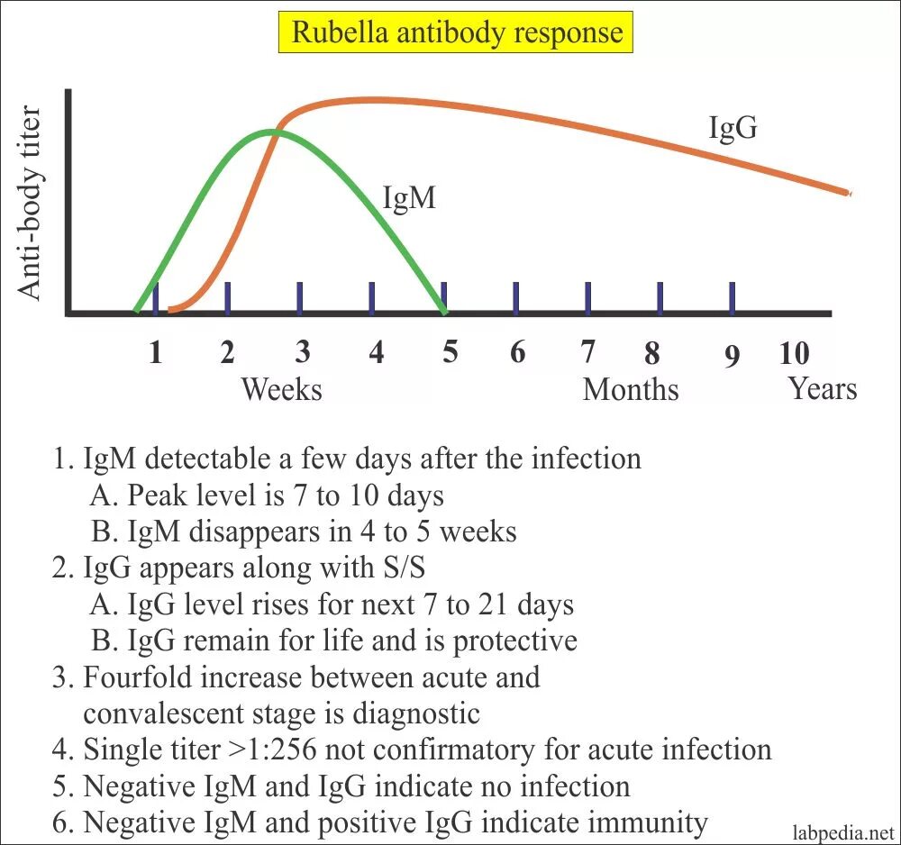 Rubella virus igg норма. Рубелла IGG. Антитела Rubella IGG. Краснуха IGM (Rubella IGM) 0.2. Краснуха Рубелла IGG.