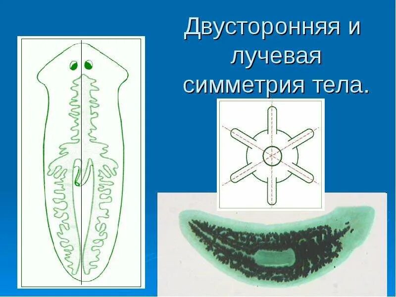 Лучевая симметрия червя. Билатеральная симметрия у плоских червей. Лучевая симметрия белая планария. Симметрия тела плоских червей. Белая планария двусторонняя симметрия.