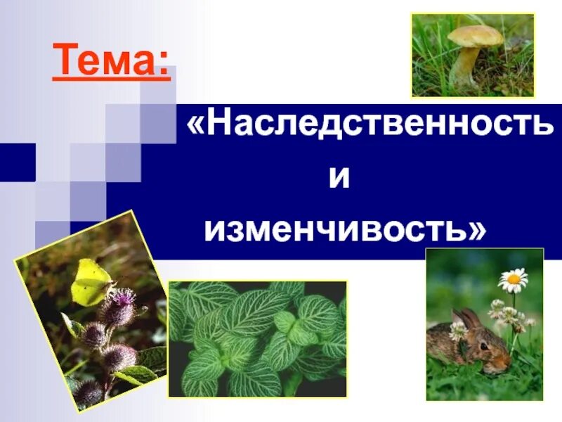 Тест по биологии наследственность. Организменный уровень организации. Организменный уровень организации живого. Организменный уровень организации живой природы. Организменный уровень организации жизни.