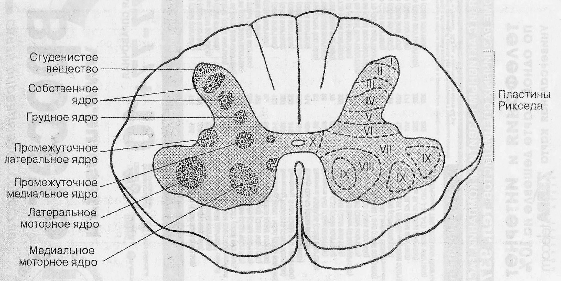 Передние и задние рога сегментов спинного. Послойная топография серого вещества спинного мозга. Топография ядер серого вещества спинного мозга. Грудное ядро серого вещества. Строение ядра серого вещества спинного мозга.